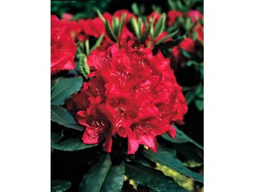 'Hachmann's Feuerschein' - różanecznik wielkokwiatowy
Rhododendron hybridum 'Hachmann's Feuerschein'