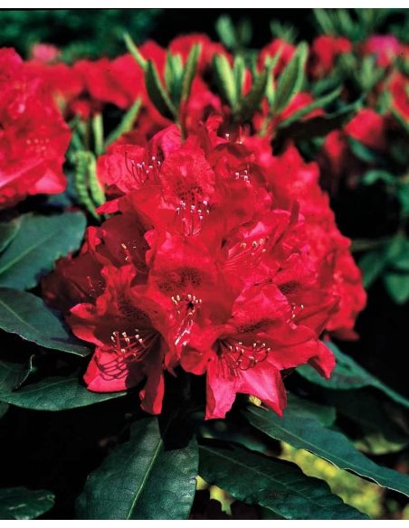 'Hachmann's Feuerschein' - różanecznik wielkokwiatowy
Rhododendron hybridum 'Hachmann's Feuerschein'