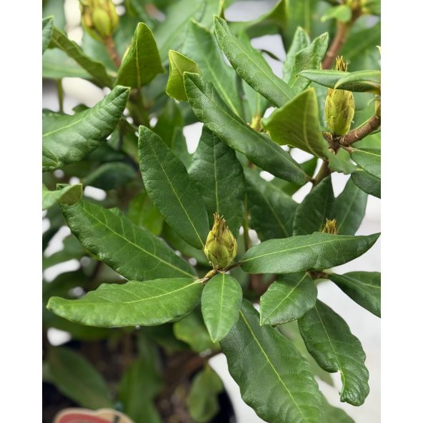 'Hachmann's Feuerschein' - różanecznik wielkokwiatowy
Rhododendron hybridum 'Hachmann's Feuerschein'