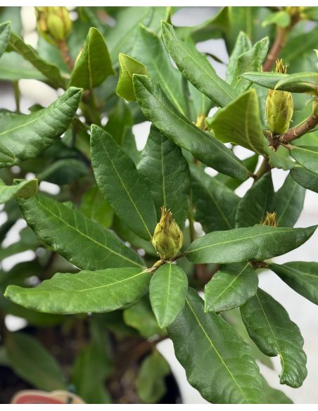 'Hachmann's Feuerschein' - różanecznik wielkokwiatowy
Rhododendron hybridum 'Hachmann's Feuerschein'