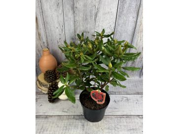 'Hachmann's Feuerschein' - różanecznik wielkokwiatowy
Rhododendron hybridum 'Hachmann's Feuerschein' 2