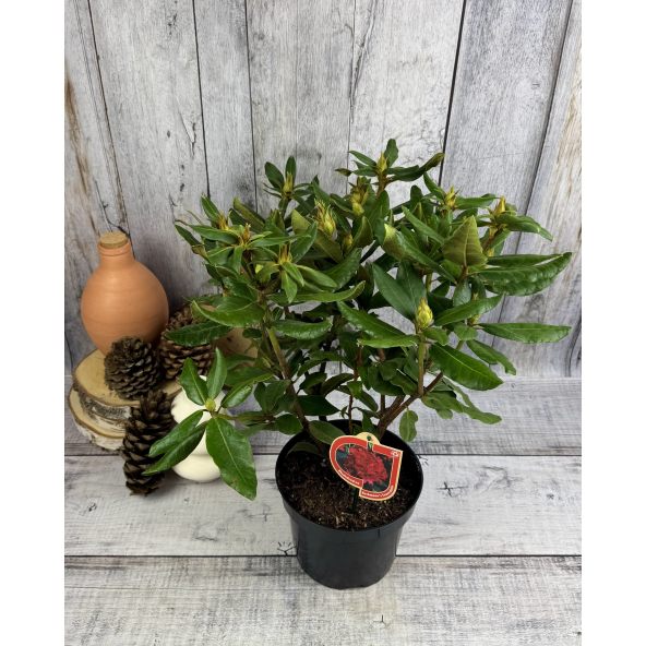 'Hachmann's Feuerschein' - różanecznik wielkokwiatowy
Rhododendron hybridum 'Hachmann's Feuerschein'