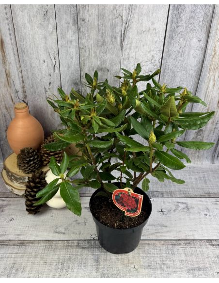 'Hachmann's Feuerschein' - różanecznik wielkokwiatowy
Rhododendron hybridum 'Hachmann's Feuerschein'