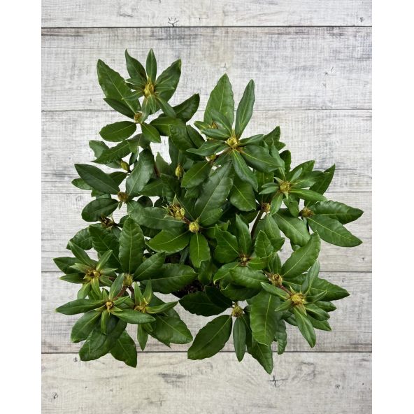 'Hachmann's Feuerschein' - różanecznik wielkokwiatowy
Rhododendron hybridum 'Hachmann's Feuerschein'