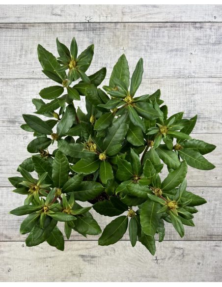 'Hachmann's Feuerschein' - różanecznik wielkokwiatowy
Rhododendron hybridum 'Hachmann's Feuerschein'