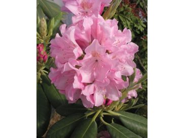 'Helsinki University' - różanecznik wielkokwiatowy 
Rhododendron hybridum 'Helsinki University'