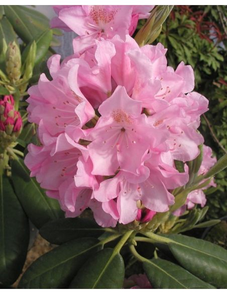 'Helsinki University' - różanecznik wielkokwiatowy 
Rhododendron hybridum 'Helsinki University'