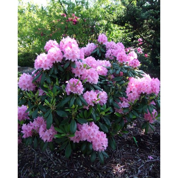 'Helsinki University' - różanecznik wielkokwiatowy 
Rhododendron hybridum 'Helsinki University'