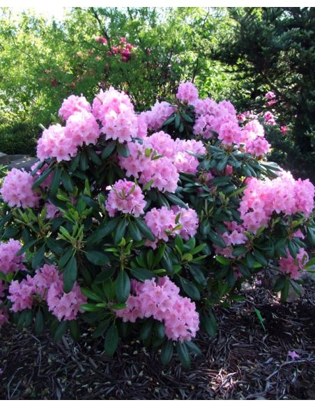'Helsinki University' - różanecznik wielkokwiatowy 
Rhododendron hybridum 'Helsinki University'