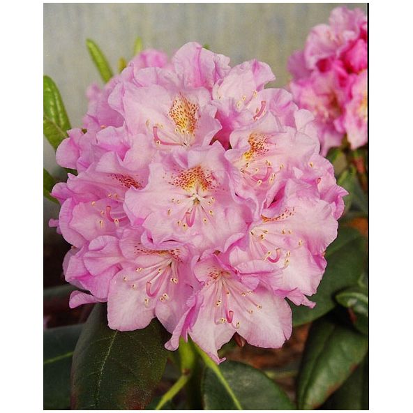 'Helsinki University' - różanecznik wielkokwiatowy 
Rhododendron hybridum 'Helsinki University'