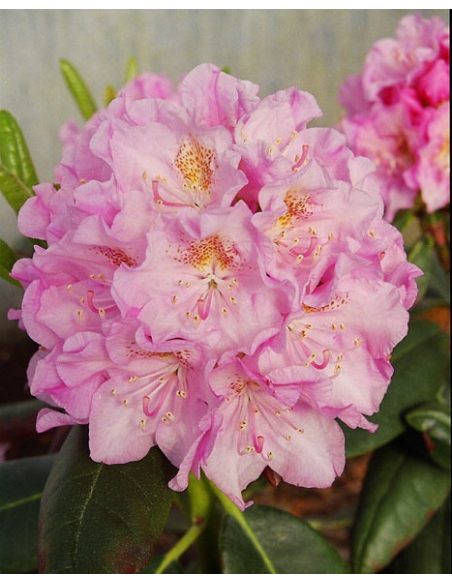 'Helsinki University' - różanecznik wielkokwiatowy 
Rhododendron hybridum 'Helsinki University'
