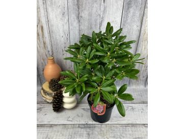 'Helsinki University' - różanecznik wielkokwiatowy 
Rhododendron hybridum 'Helsinki University' 2