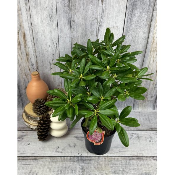 'Helsinki University' - różanecznik wielkokwiatowy 
Rhododendron hybridum 'Helsinki University'