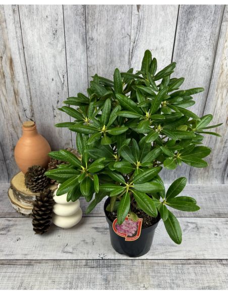 'Helsinki University' - różanecznik wielkokwiatowy 
Rhododendron hybridum 'Helsinki University'