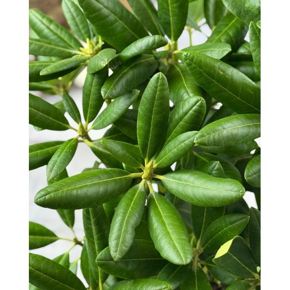 'Helsinki University' - różanecznik wielkokwiatowy 
Rhododendron hybridum 'Helsinki University'