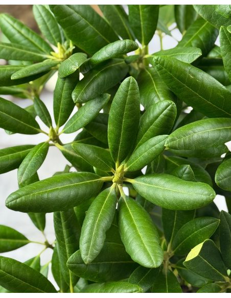 'Helsinki University' - różanecznik wielkokwiatowy 
Rhododendron hybridum 'Helsinki University'