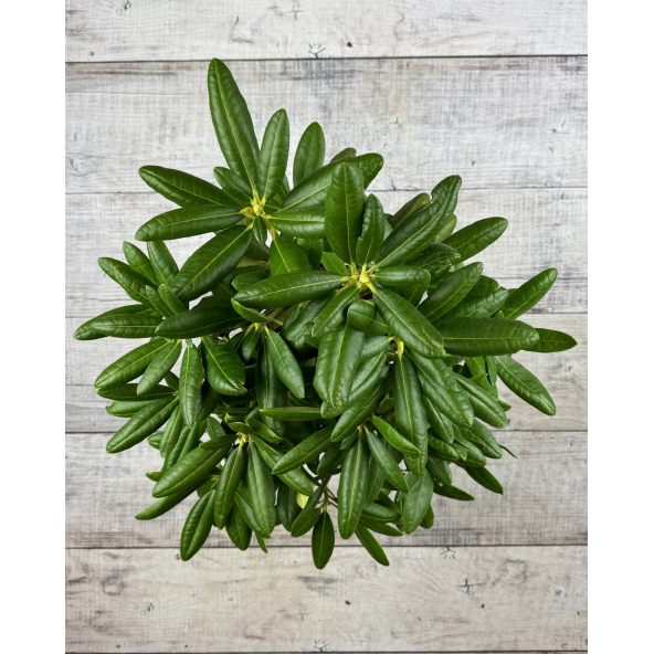 'Helsinki University' - różanecznik wielkokwiatowy 
Rhododendron hybridum 'Helsinki University'