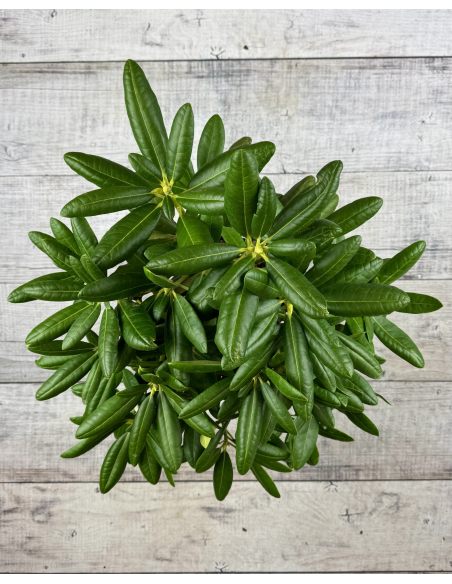 'Helsinki University' - różanecznik wielkokwiatowy 
Rhododendron hybridum 'Helsinki University'