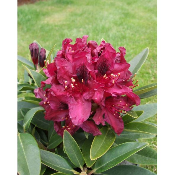 'Kali' - różanecznik wielkokwiatowy
Rhododendron hybridum 'Kali'