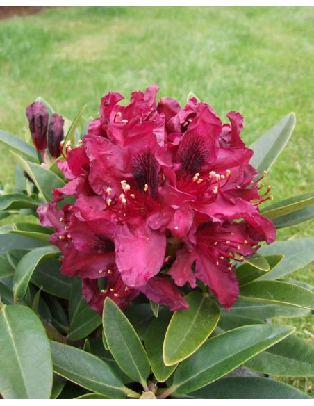 'Kali' - różanecznik wielkokwiatowy
Rhododendron hybridum 'Kali'