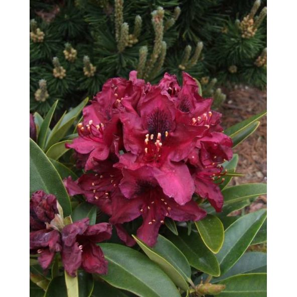 'Kali' - różanecznik wielkokwiatowy
Rhododendron hybridum 'Kali'