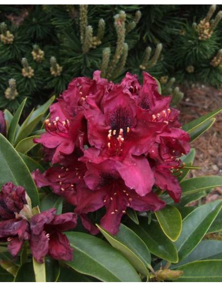 'Kali' - różanecznik wielkokwiatowy
Rhododendron hybridum 'Kali'