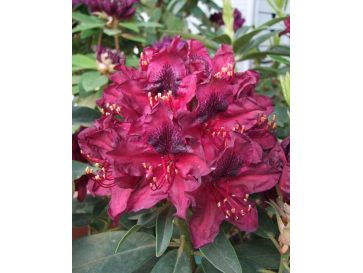 'Kali' - różanecznik wielkokwiatowy
Rhododendron hybridum 'Kali'