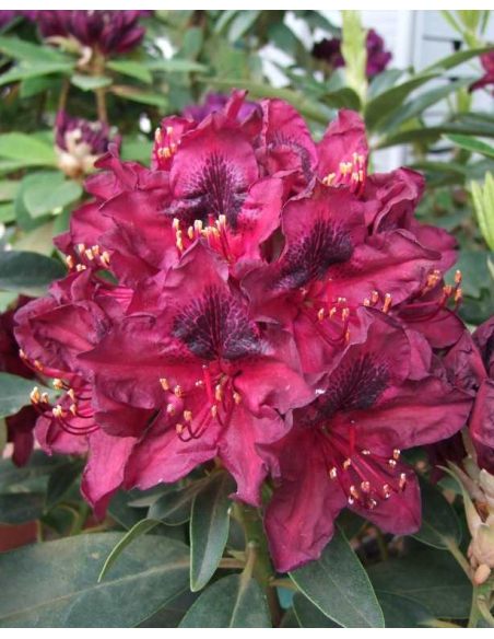 'Kali' - różanecznik wielkokwiatowy
Rhododendron hybridum 'Kali'