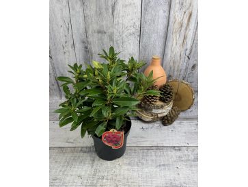 'Kali' - różanecznik wielkokwiatowy
Rhododendron hybridum 'Kali' 2