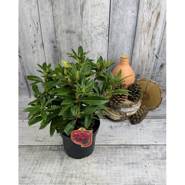 'Kali' - różanecznik wielkokwiatowy
Rhododendron hybridum 'Kali'