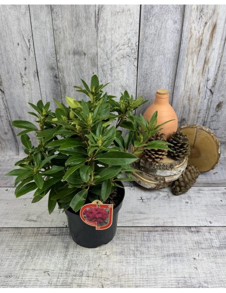 'Kali' - różanecznik wielkokwiatowy
Rhododendron hybridum 'Kali'