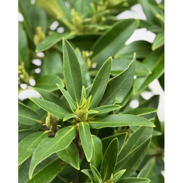 'Kali' - różanecznik wielkokwiatowy
Rhododendron hybridum 'Kali'