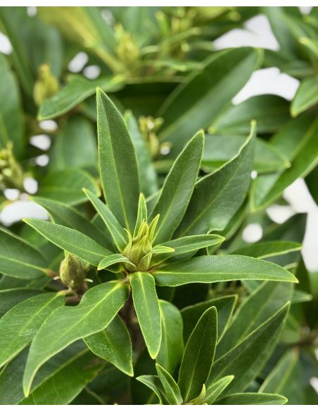 'Kali' - różanecznik wielkokwiatowy
Rhododendron hybridum 'Kali'