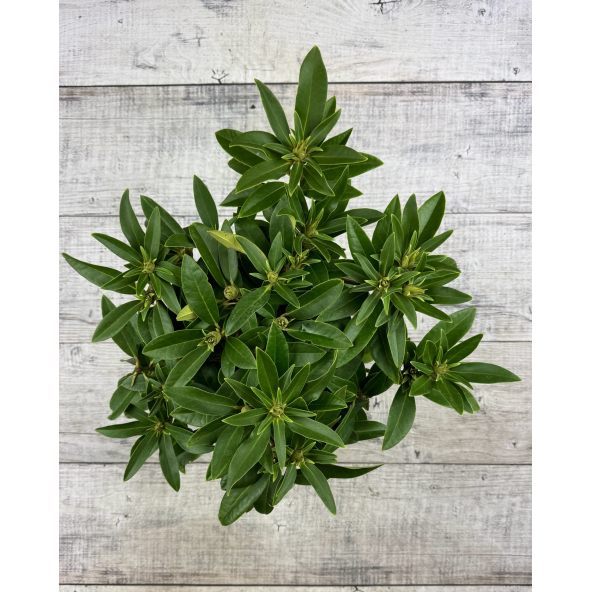 'Kali' - różanecznik wielkokwiatowy
Rhododendron hybridum 'Kali'