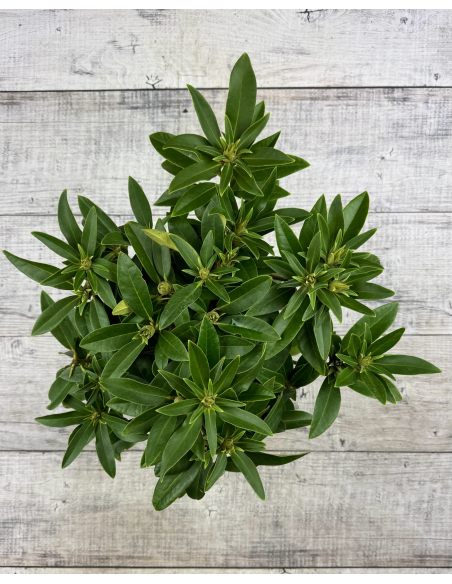 'Kali' - różanecznik wielkokwiatowy
Rhododendron hybridum 'Kali'