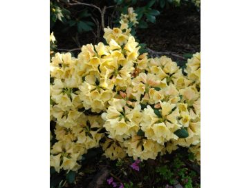 'Karibia' - różanecznik wielkokwiatowy
Rhododendron hybridum 'Karibia'