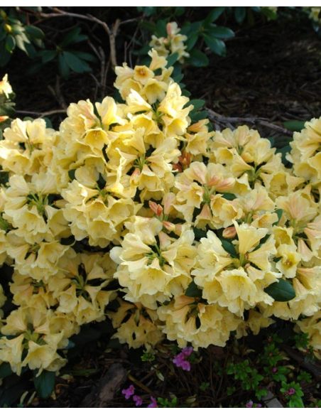 'Karibia' - różanecznik wielkokwiatowy
Rhododendron hybridum 'Karibia'