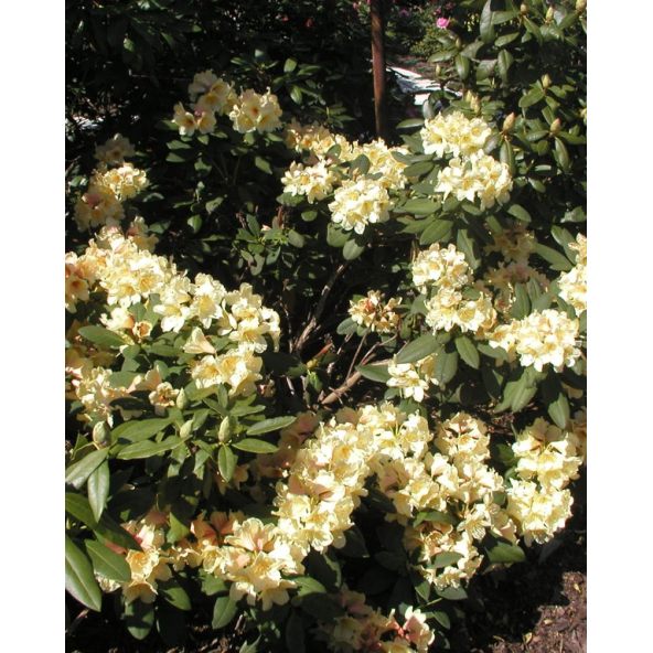 'Karibia' - różanecznik wielkokwiatowy
Rhododendron hybridum 'Karibia'