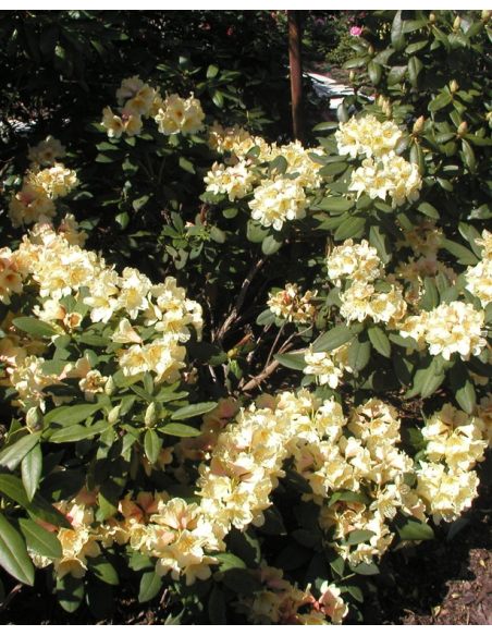 'Karibia' - różanecznik wielkokwiatowy
Rhododendron hybridum 'Karibia'