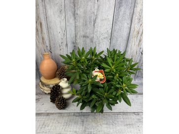 'Karibia' - różanecznik wielkokwiatowy
Rhododendron hybridum 'Karibia' 2