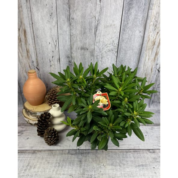 'Karibia' - różanecznik wielkokwiatowy
Rhododendron hybridum 'Karibia'