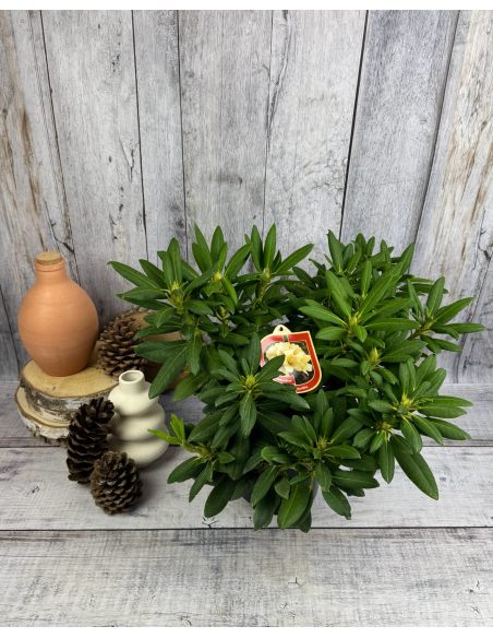 'Karibia' - różanecznik wielkokwiatowy
Rhododendron hybridum 'Karibia'