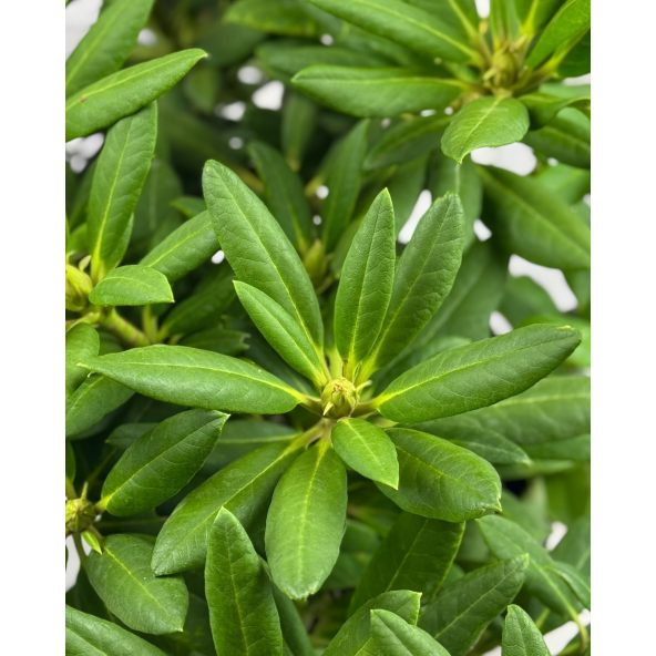 'Karibia' - różanecznik wielkokwiatowy
Rhododendron hybridum 'Karibia'