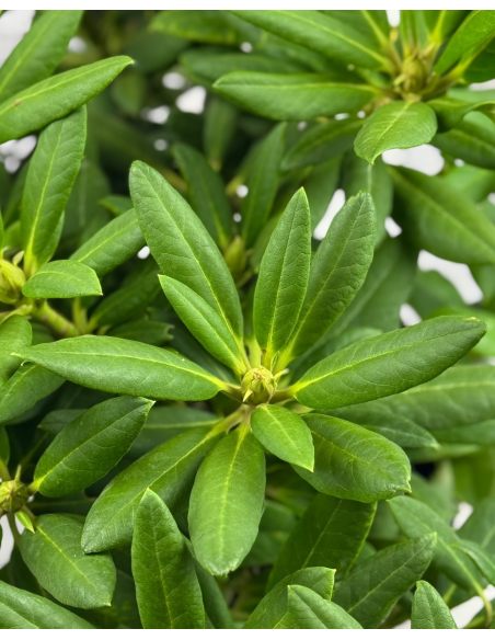 'Karibia' - różanecznik wielkokwiatowy
Rhododendron hybridum 'Karibia'