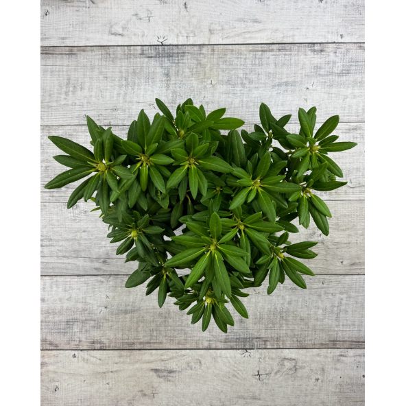 'Karibia' - różanecznik wielkokwiatowy
Rhododendron hybridum 'Karibia'