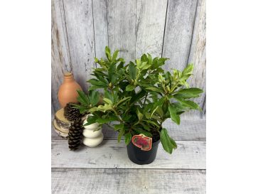 'Late Red' - różanecznik wielkokwiatowy
Rhododendron hybridum 'Late Red'