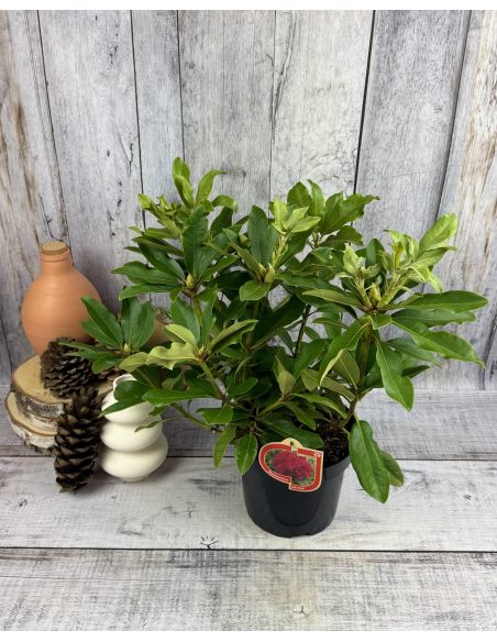 'Late Red' - różanecznik wielkokwiatowy
Rhododendron hybridum 'Late Red'