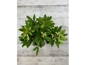 'Late Red' - różanecznik wielkokwiatowy
Rhododendron hybridum 'Late Red' 2