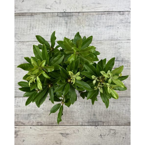 'Late Red' - różanecznik wielkokwiatowy
Rhododendron hybridum 'Late Red'