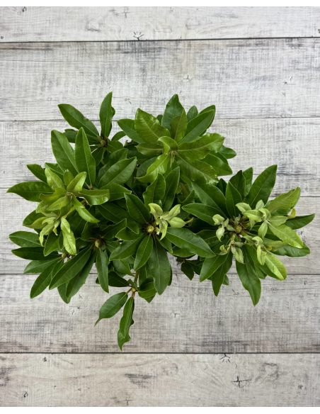 'Late Red' - różanecznik wielkokwiatowy
Rhododendron hybridum 'Late Red'